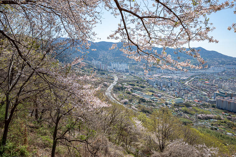 Korea-Changwon-Hiking-Jinhae - There are blossom trees planted everywhere.