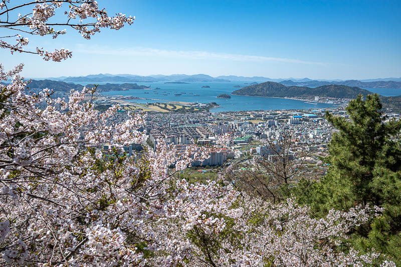 Korea-Changwon-Hiking-Jinhae - So many blossoms.