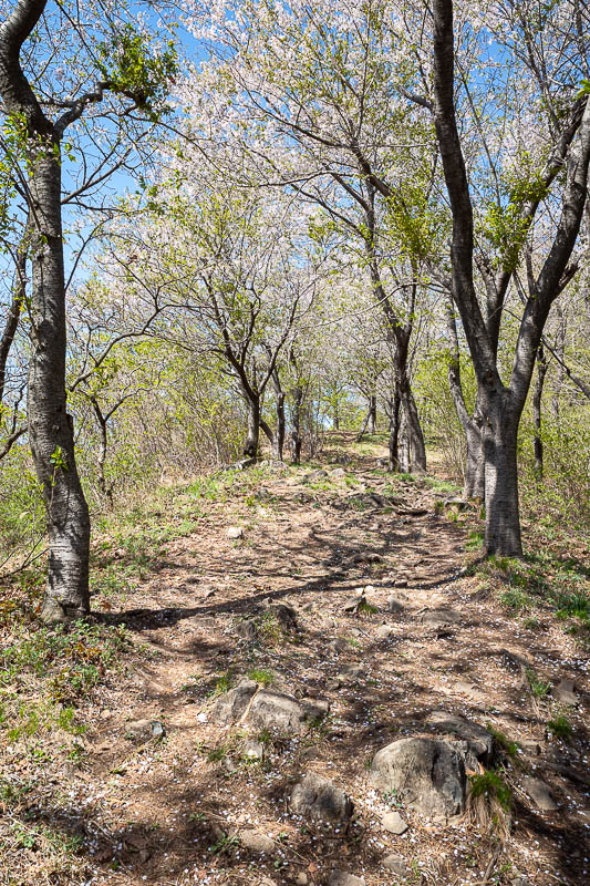 Korea-Changwon-Hiking-Jinhae - It may be a hiking trail, however there will be a lot of blossom filled trees.