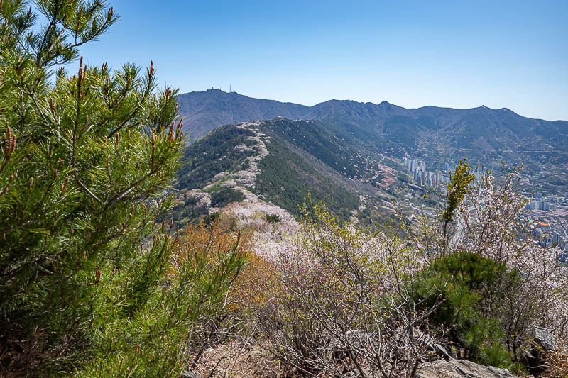 Korea-Changwon-Hiking-Jinhae - Here you can see the ridge full of cherry blossom trees, like a skunk stripe.