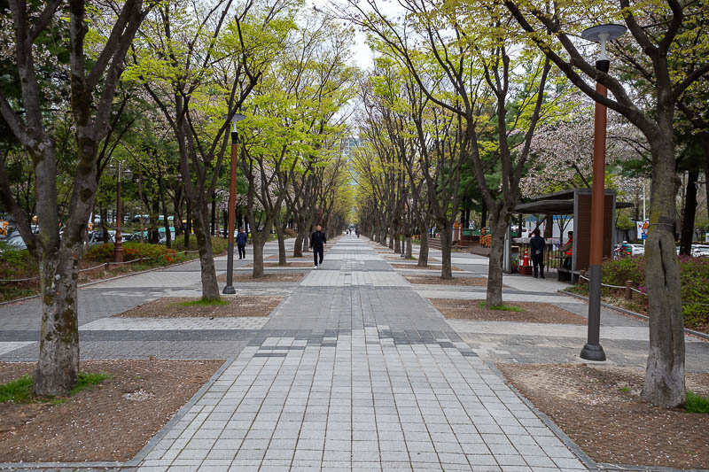 Korea yet again for the 7th time - March and April 2026 - The streets around all the government buildings are well landscaped. I seem to recall being here in the past when there were xmas illuminations, in No