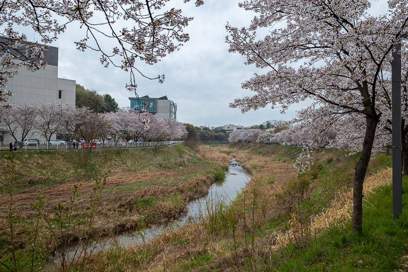 Korea yet again for the 7th time - March and April 2026 - The drain was nice and blossom lined.