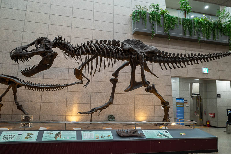 Korea yet again for the 7th time - March and April 2026 - There are fossils, small and large, the largest being the T-Rex, the default dinosaur of all museums.