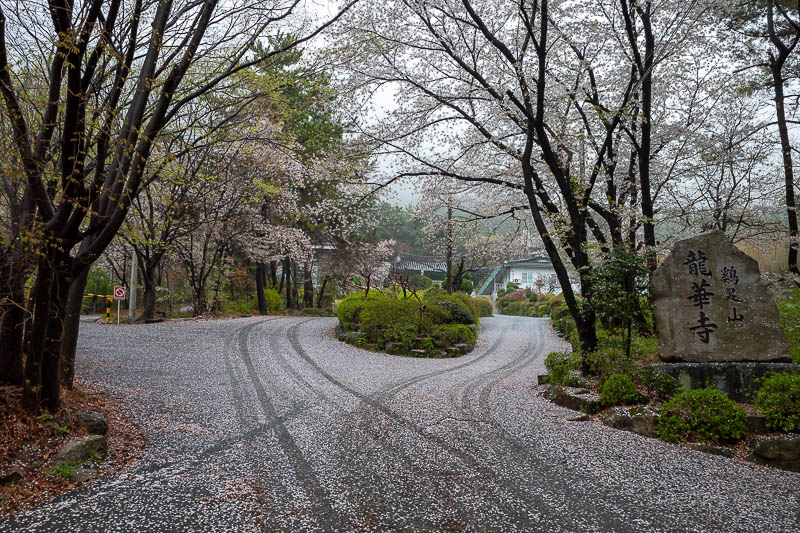 Korea-Daejeon-Hiking-Gyejoksan - It almost looks like snow, but no it is blossoms.