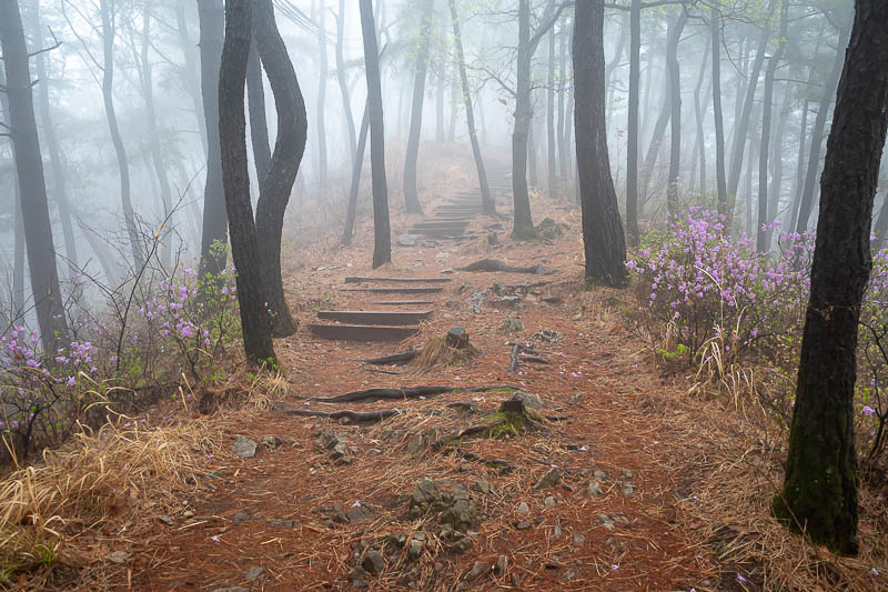 Korea-Daejeon-Hiking-Gyejoksan - Purple and fog. Nice.