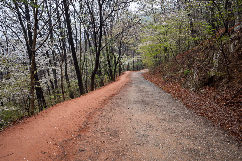 Korea-Daejeon-Hiking-Gyejoksan - Clay and blossoms, but no fog yet.