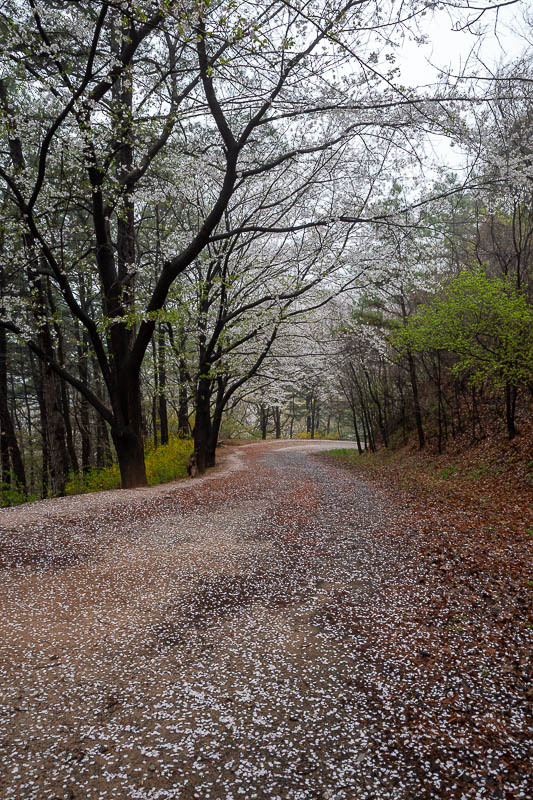 Korea-Daejeon-Hiking-Gyejoksan - And then when it is covered in blossoms, you can barely see the clay at all. The idea is you walk a loop in bare feet in the clay, later you will see 
