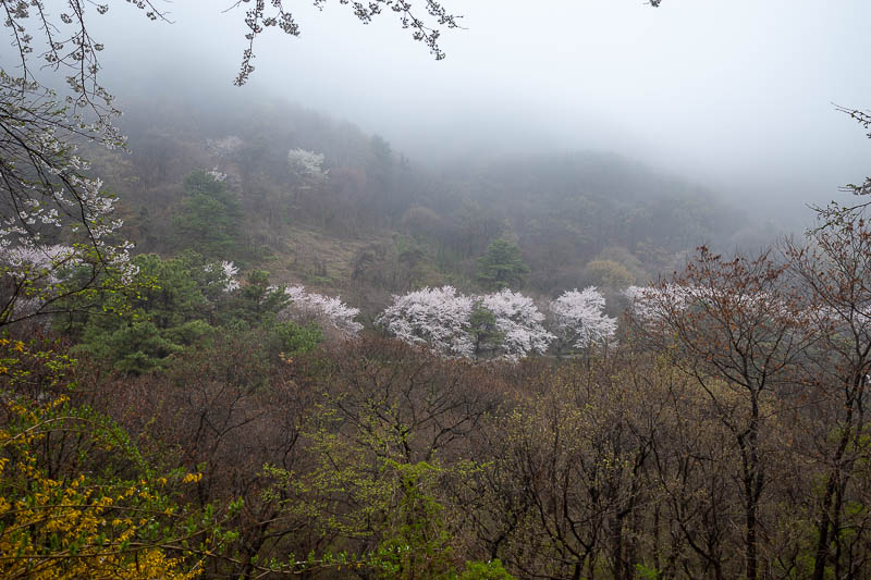 Korea-Daejeon-Hiking-Gyejoksan - Fog and blossoms, but not clay, no trifecta yet.