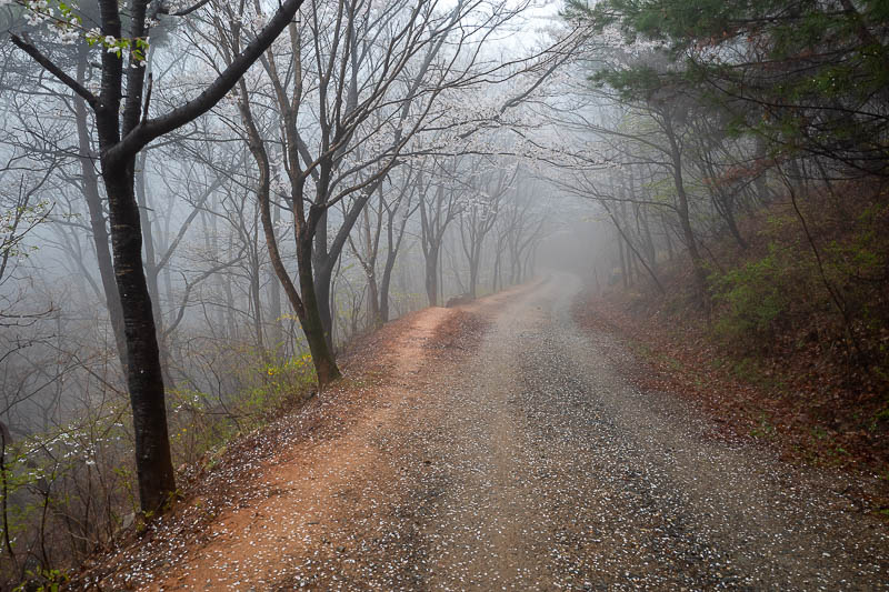 Korea-Daejeon-Hiking-Gyejoksan - And finally, the trifecta of fog/clay/blossoms.