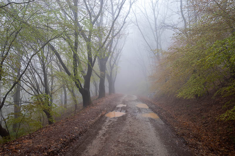 Korea-Daejeon-Hiking-Gyejoksan - Blossoms stopped occasionally, replaced by puddles. It never actually rained on me today, despite what every photo looks like.