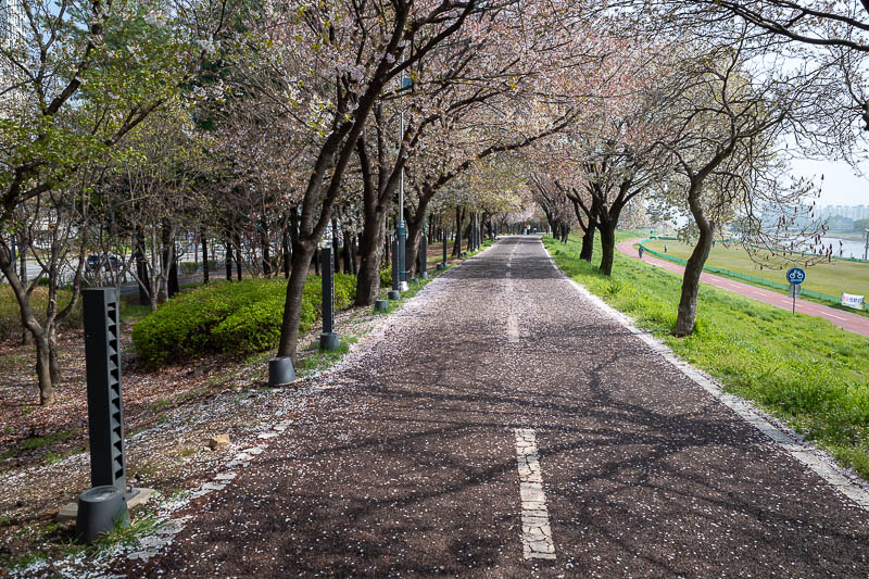 Korea-Daejeon-Yuseong-Market - Blossom time. Today's blossoms are courtesy of the river embankment.