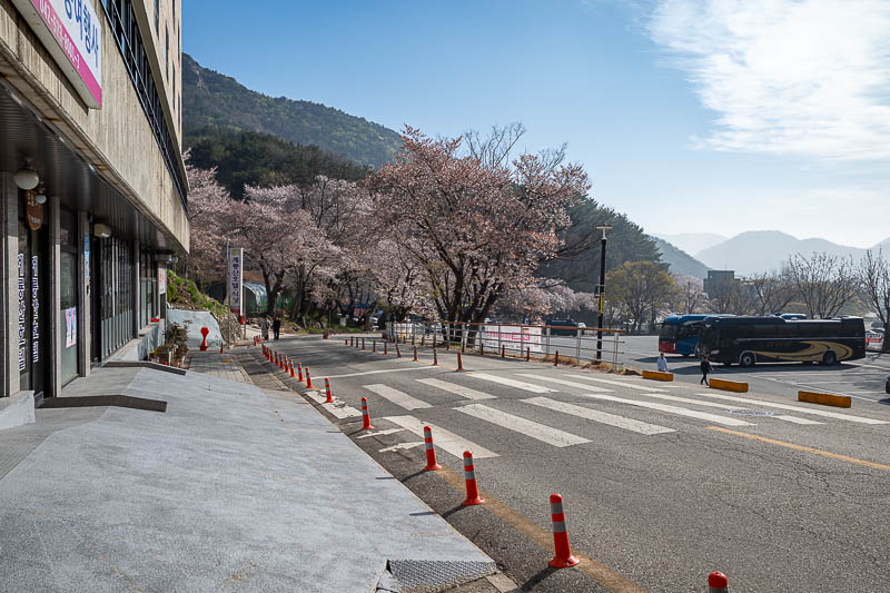 Korea-Daejeon-Hiking-Gyeryongsan - I was amazed to get off the bus and be greeted with blue sky. Also blossoms.
