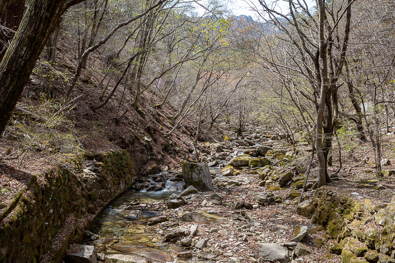 Korea-Daejeon-Hiking-Gyeryongsan - Back down to the moss layer.