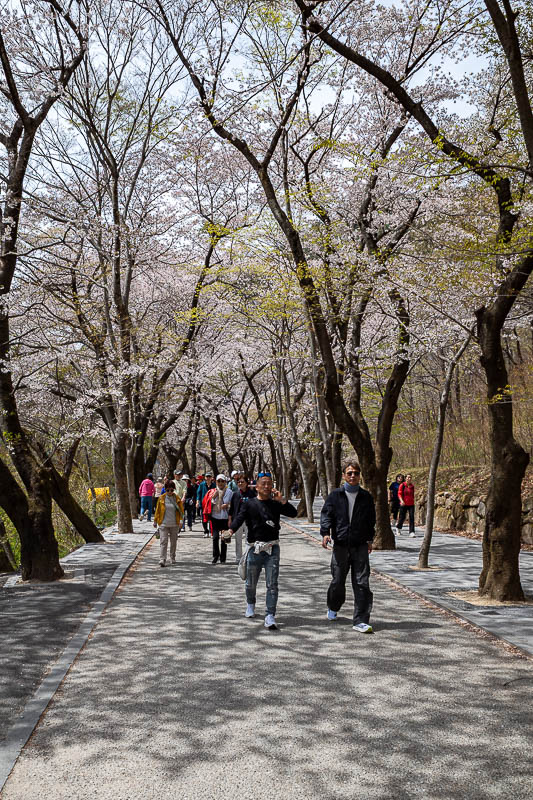 Korea-Daejeon-Hiking-Gyeryongsan - And lots of cherry blossoms.