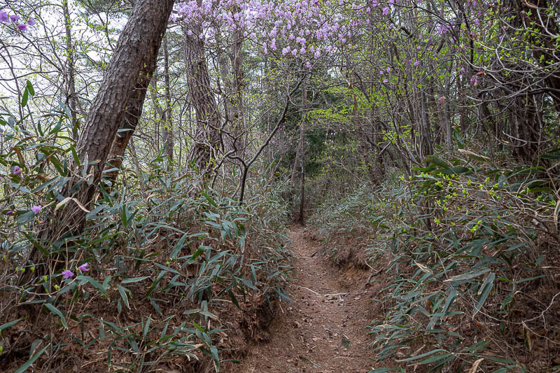 Korea-Jeonju-Hiking-Moaksan - Parts of it were quite dark.