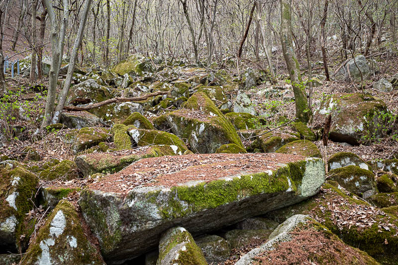 Korea-Jeonju-Hiking-Moaksan - Sea of moss is always appreciated.