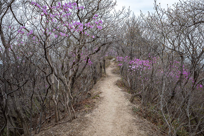 Korea-Jeonju-Hiking-Moaksan - The ridge was all but dead except for some purple.