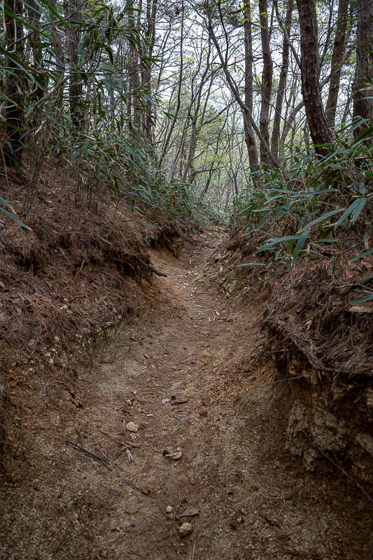 Korea-Jeonju-Hiking-Moaksan - Time to head back through the dark forest.