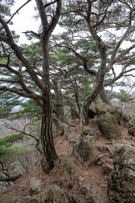 Korea-Seoul-Hiking-Soyosan - More rocks and trees.