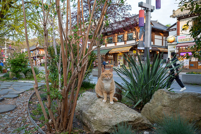 Korea-Jeonju-Hanok - There are many cats, all orange.