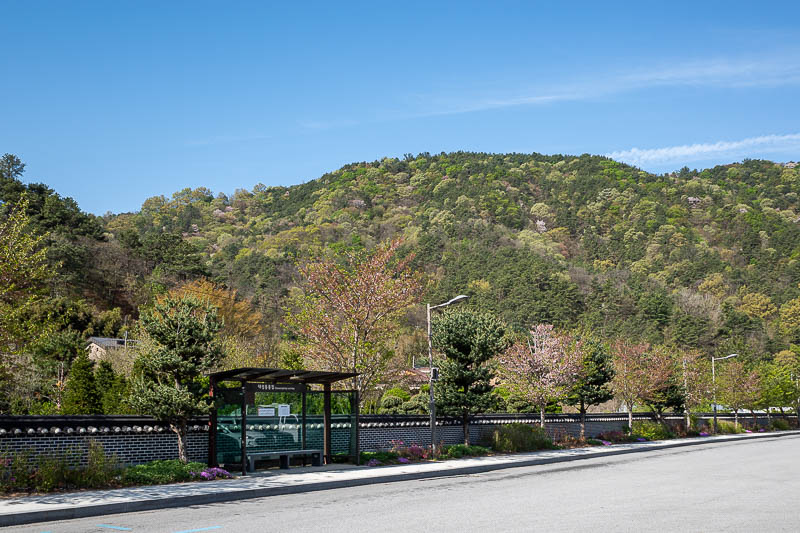 Korea yet again for the 7th time - March and April 2026 - Here is my bus stop. Well not the bus stop I originally planned, my replacement bus stop, last stop on route 110.