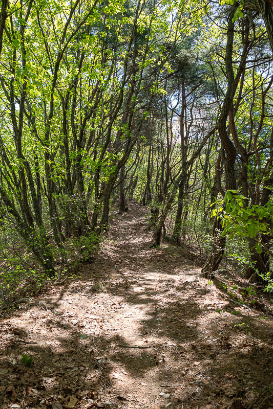 Korea yet again for the 7th time - March and April 2026 - This was the trail for nearly the whole hike. Shady, but no view.