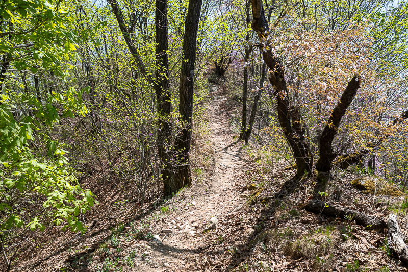 Korea yet again for the 7th time - March and April 2026 - Almost at the top. Blossom time.