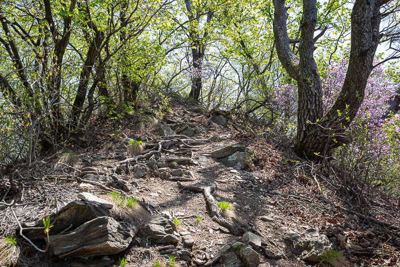 Korea-Seoul-Hiking-Geomdansan - Rocks and purple flowers oh my.