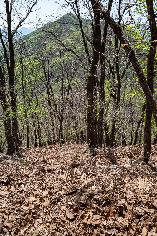 Korea-Seoul-Hiking-Geomdansan - This is where I waded through leaves in autumn last time. It does not look like it but it is very steep downhill. Not as leafy this time. Yongmasan pe