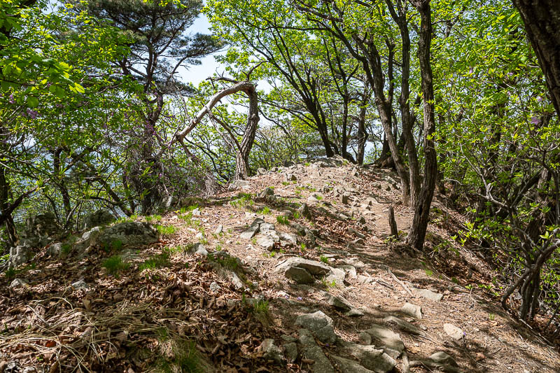 Korea-Seoul-Hiking-Geomdansan - Time to head back along the same trail to the loop, a very green bit here.