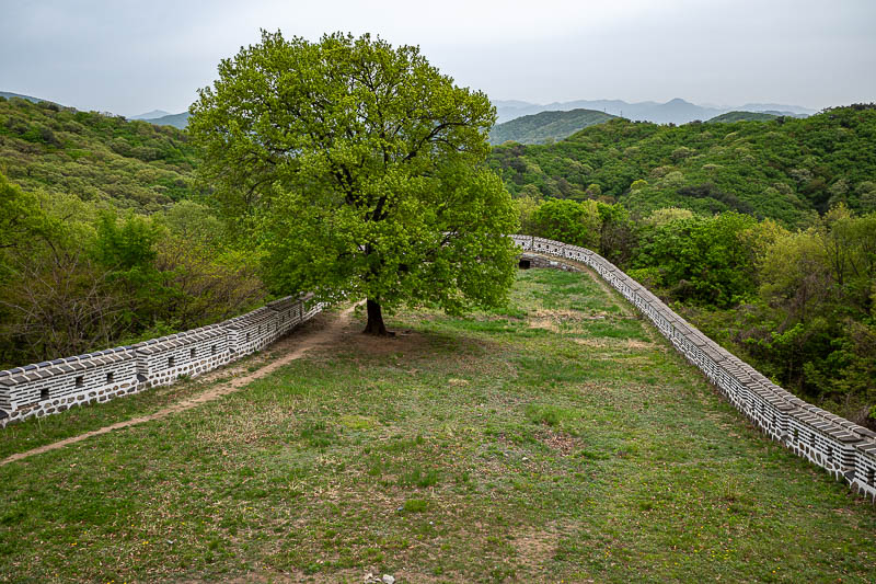 Korea-Seoul-Namhansanseong-Fortress - This bastion has been constructed to protect this tree.