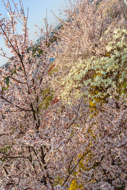 Korea-Daejeon-Bibimbap - So many blossoms. 2 shades of white and a bit of yellow. Yes I know the horizon is not level in this shot.