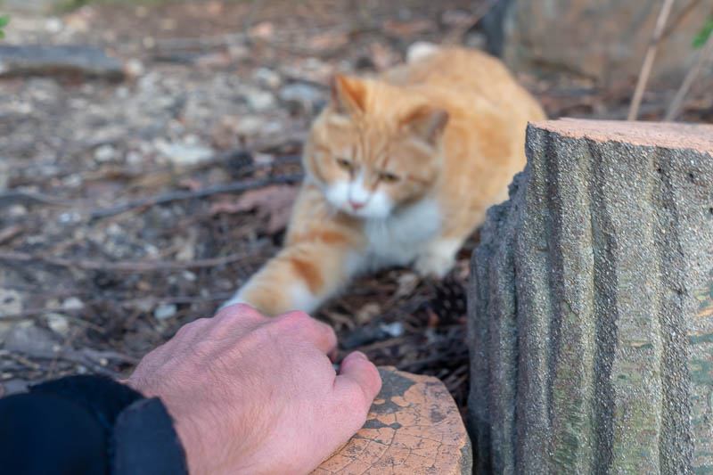 Korea - HK - China - KORKONG! - Then I was ATTACKED! I am lucky to still be here. This cat pretended to be all nice and happy and friendly, but no, he was vicious and tried to kill m
