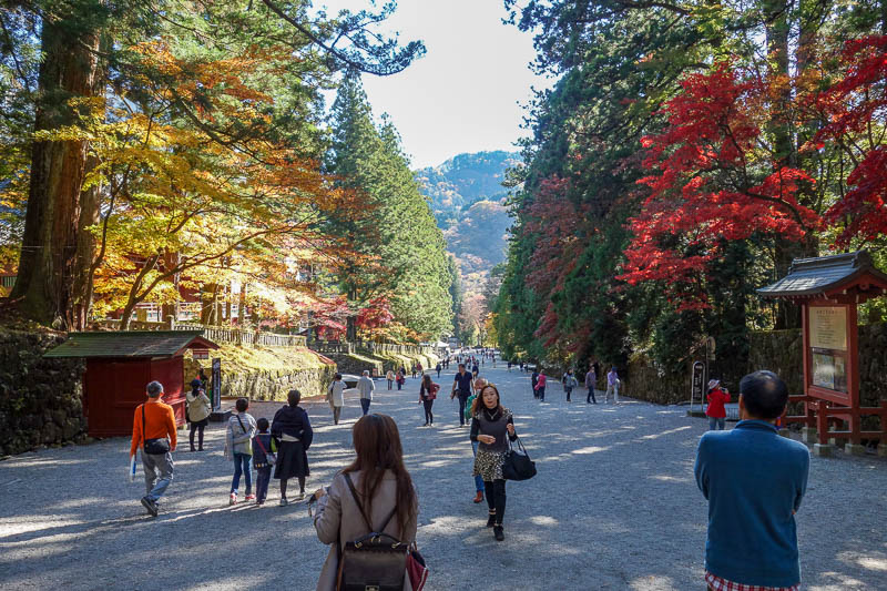 news - I was here for the peak color of the season. I now return to Japan at the same time every year to roll around in dying leaves.
