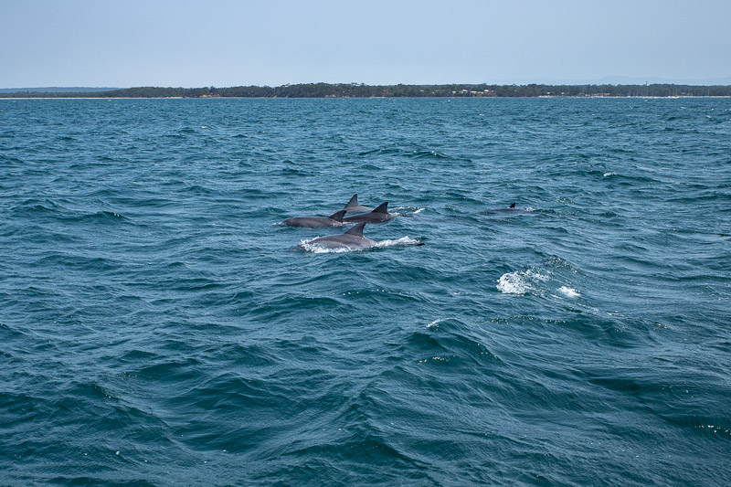  - Here are some dolphins. It was not very exciting for me, ive seen millions of them.