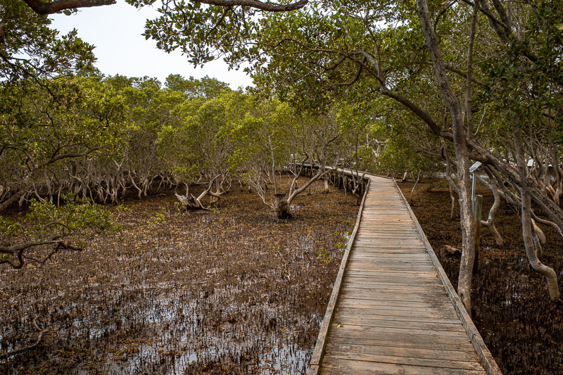  - Before boarding the ferry back to the non fire side, I had time to run down to explore a mangrove boardwalk.