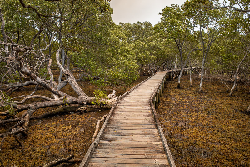  - The mangrove boardwalk was excellent, I could have used more time.