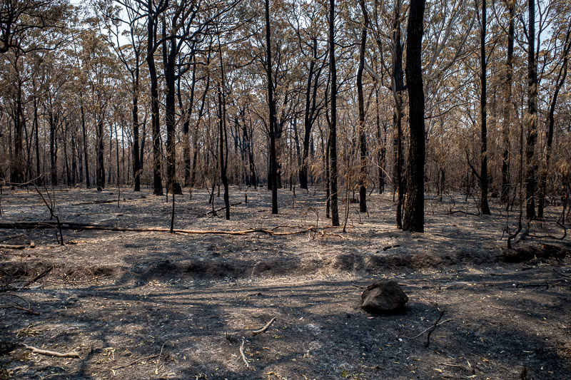  - The drive away from the coast went along Forest Road, which had just reopened from the fires.