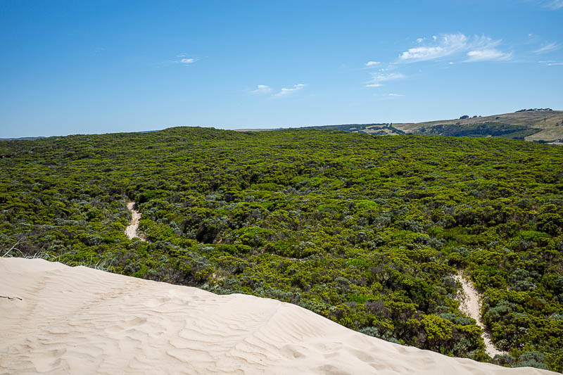  - I climbed back up the sand dune from the beach and here is the view looking back along the path to the lakes. It is higher than it looks probably. The