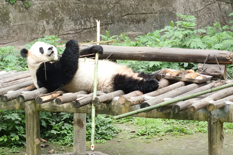 China-Chongqing-Zoo-Panda-Monorail - Panda overload