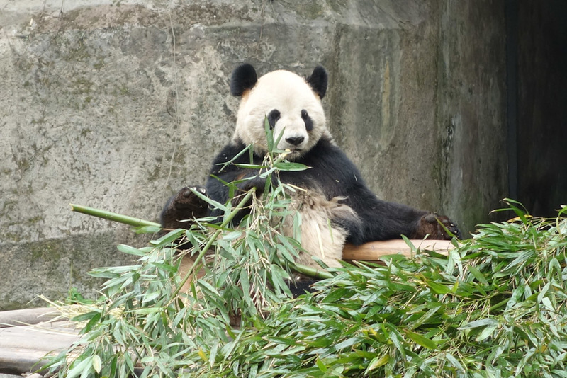 Sichuan - China - Chengdu - Chongqing - March 2013 - Only a couple more, people seem to appreciate panda photos.