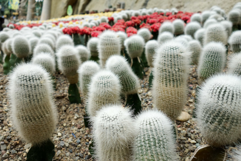 China-Chongqing-Botanic Garden - The indoor highlight for me was the cactus garden. You really have to watch your head in places, as not only will you walk into something, it will be 