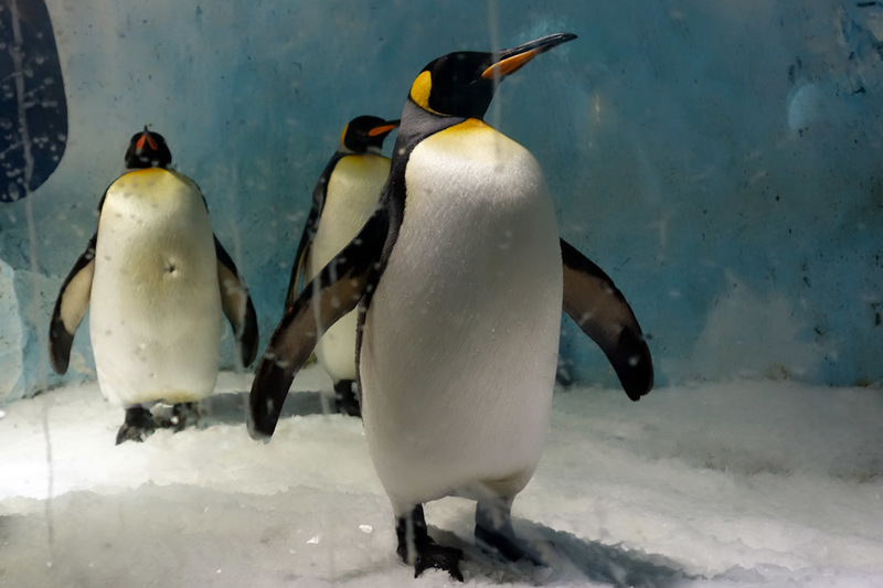 China-Chengdu-Polar Ocean World - They had every kind of penguin, and they are quite photogenic. People tried to hold their children up against the glass so they could give the peace s