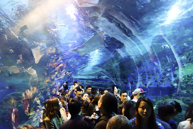 China-Chengdu-Polar Ocean World - Its also very crowded, and everyone is keen to have their photo taken in the glass tube.