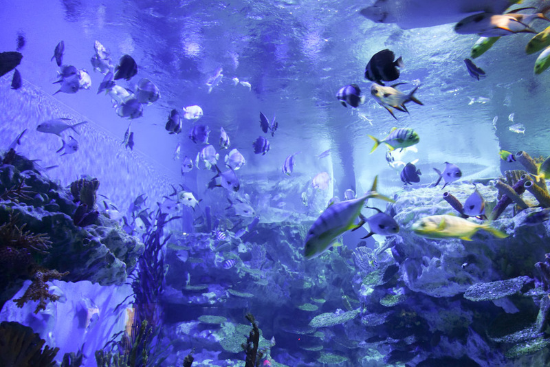 China-Chengdu-Polar Ocean World - Bonus aquarium photo.