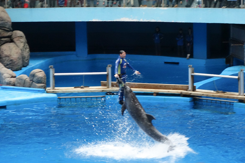 China-Chengdu-Polar Ocean World - Best picture I captured of actual dolphin action, and its not a good one. What I saw of the show was decent, but the highlights reel they showed on th