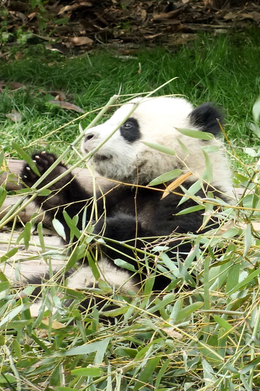 China-Chengdu-Panda-Research Base - .