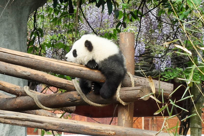China-Chengdu-Panda-Research Base - ...
