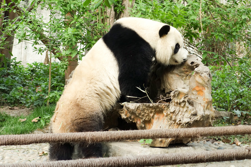 China-Chengdu-Panda-Research Base - ....