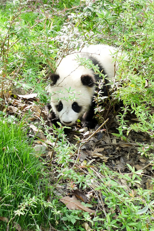 China-Chengdu-Panda-Research Base - .....